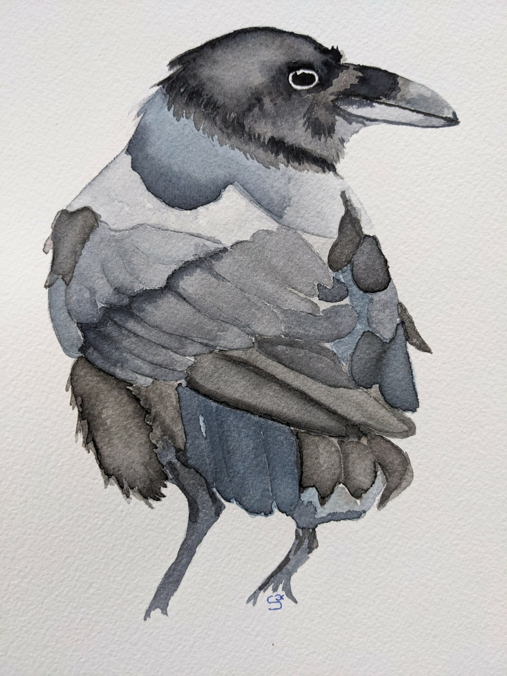 Corbeau freux