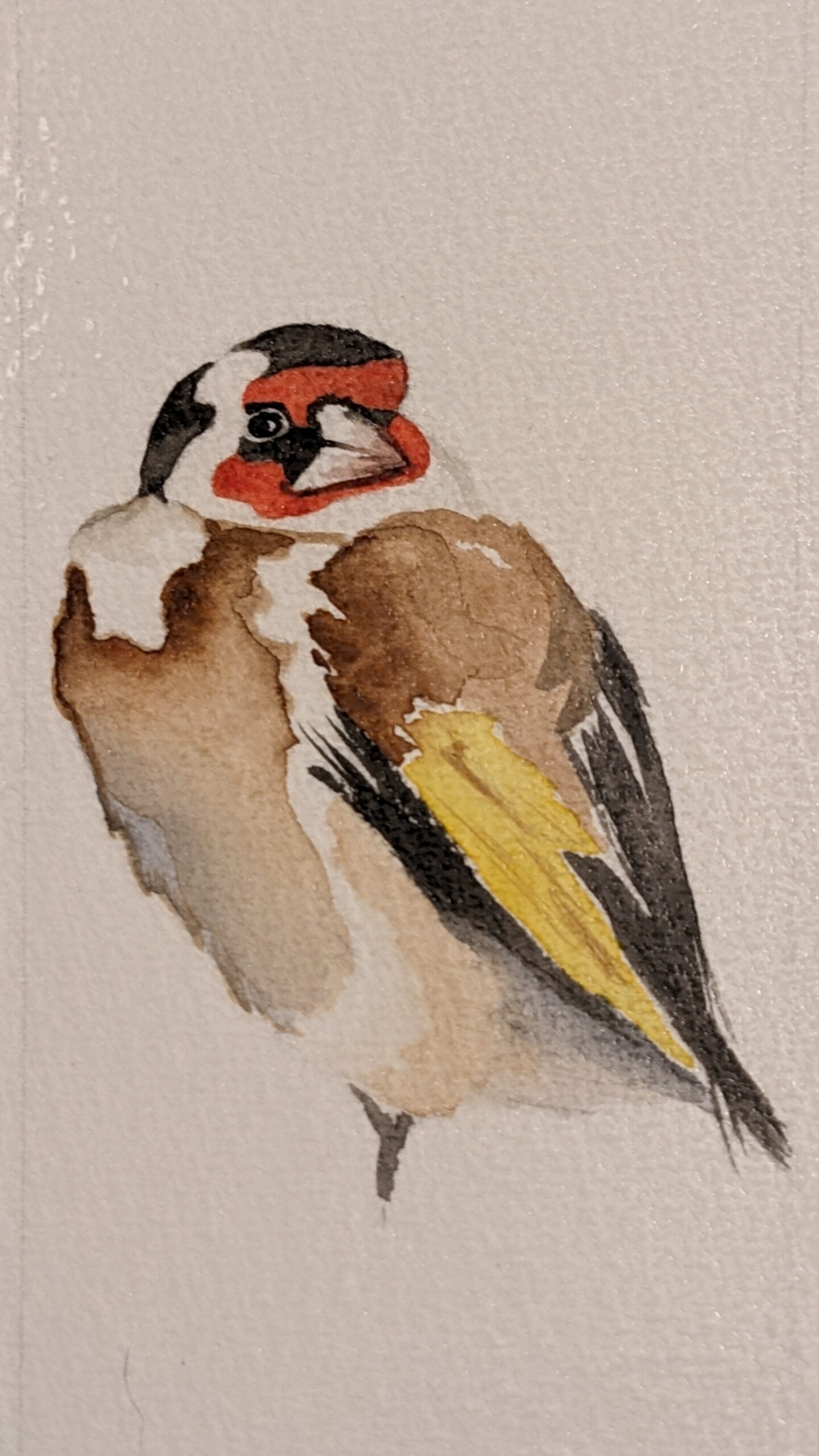 Chardonneret élégant